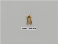 藏品(夜蛾科)的圖片